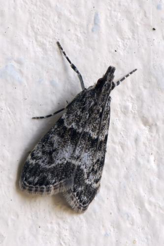 Eudonia mercurella